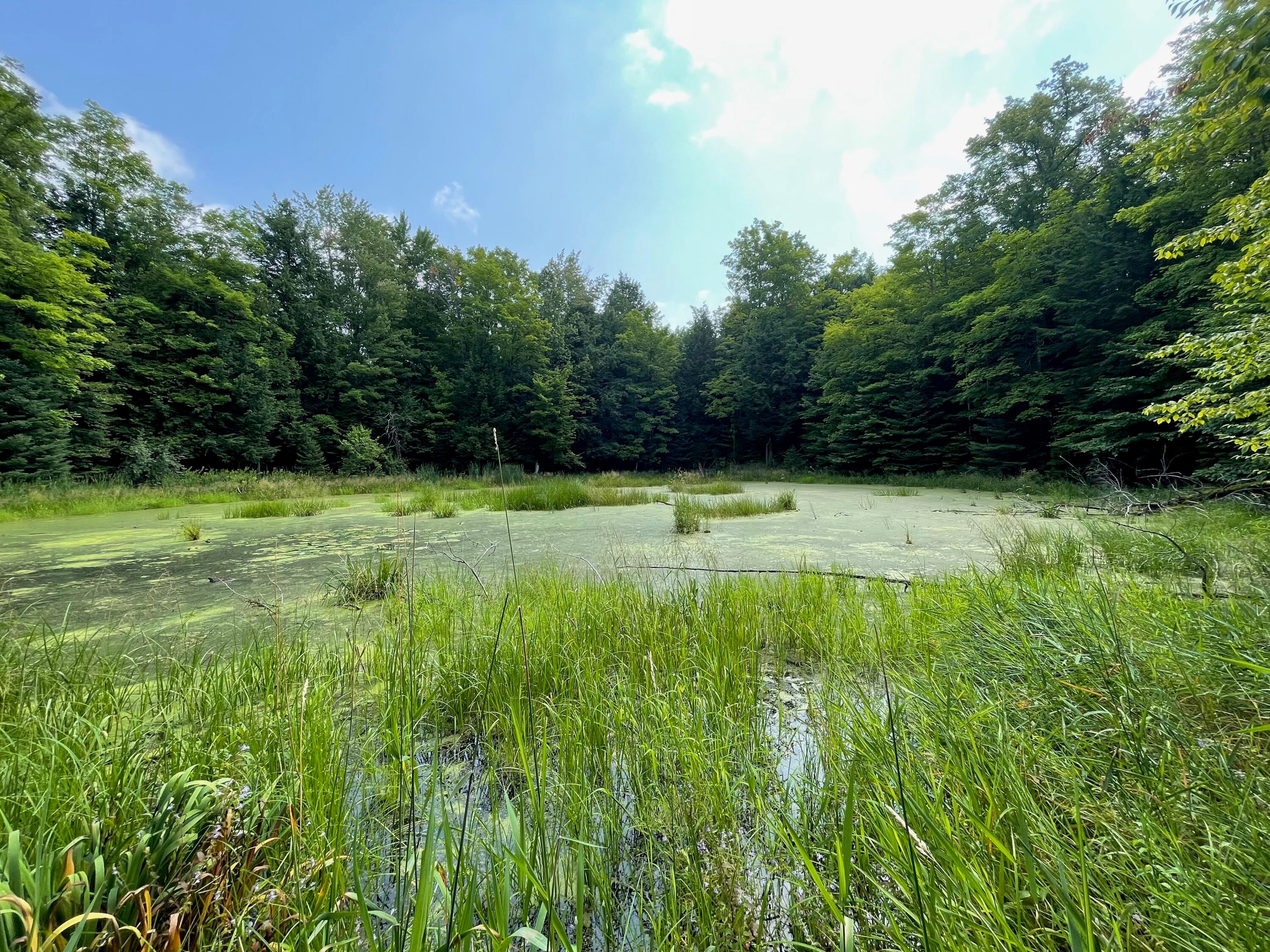 11226 Beltz Road Atlanta, MI 49709 - Photo 55 of 63 Gallery Image 55
