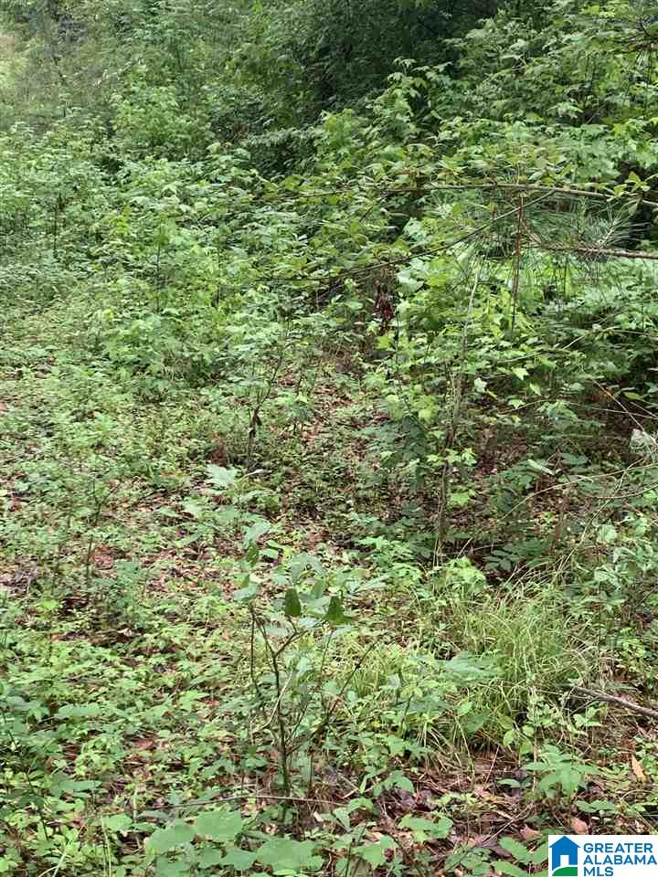 0 Hamilton Road, Unit 1 ACRE Pell City, AL 35128 - Photo 7 of 31