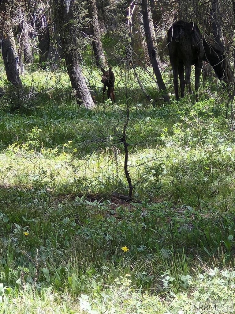 4158 Beaver Springs Road Island Park, ID 83429 - Photo 51 of 62 Mama Moose and new baby, Photo taken near cabin on 5/28/26