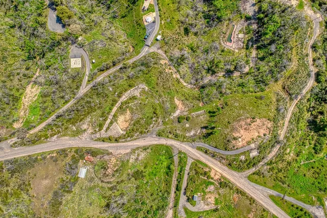 a picture of a tree with a plant