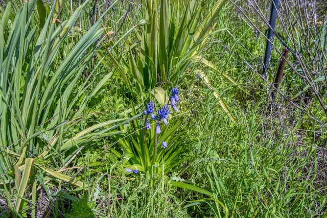 a view of a plant in a garden