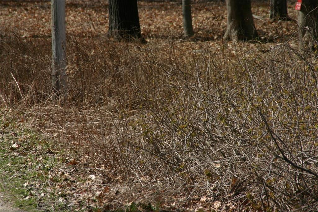 0 Spring Avenue Portland, ME 04109 - Photo 14 of 16 Photo