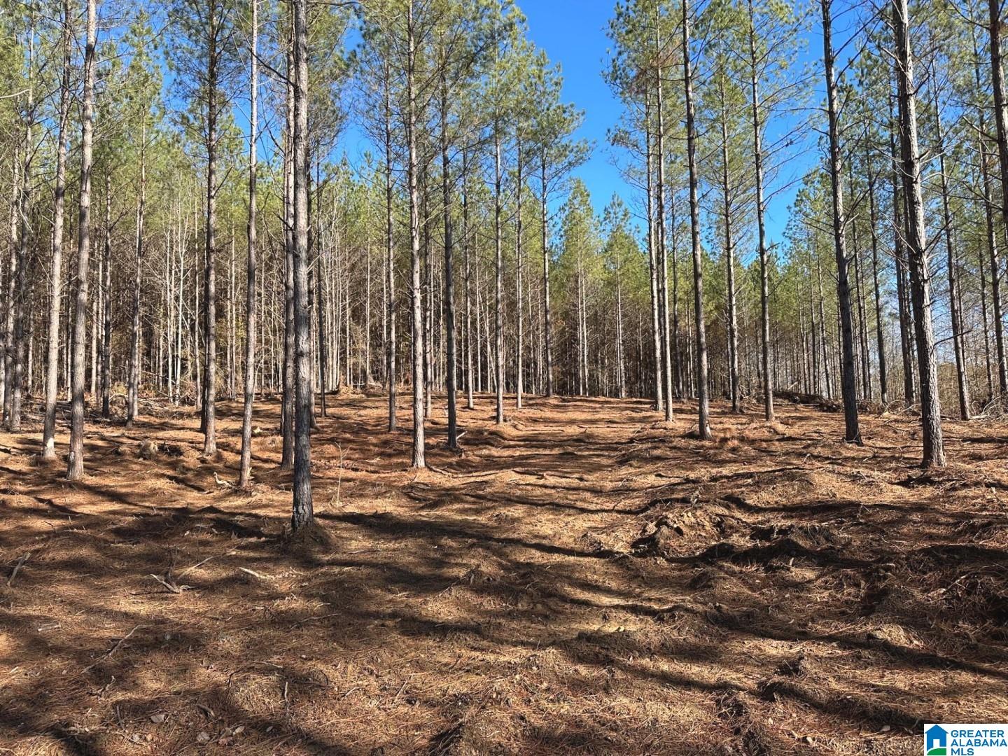 Firehouse Road, Unit 3 66 Goodwater, AL 35072 - Photo 4 of 6