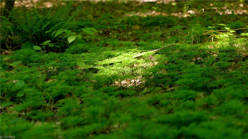 7720 Boyer Farm Road Walnut Cove, NC 27052 - Photo 34 of 49 running cedar groundcover
