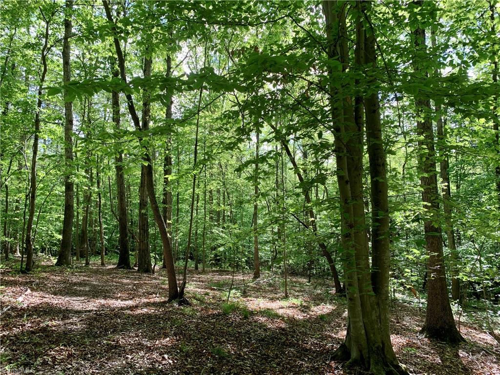 7720 Boyer Farm Road Walnut Cove, NC 27052 - Photo 35 of 49 mature upland hardwoods, including Yellow Poplar, White and several Red Oak varieties, American Beech, Red Maple, several Hickory varieties, White Ash etc