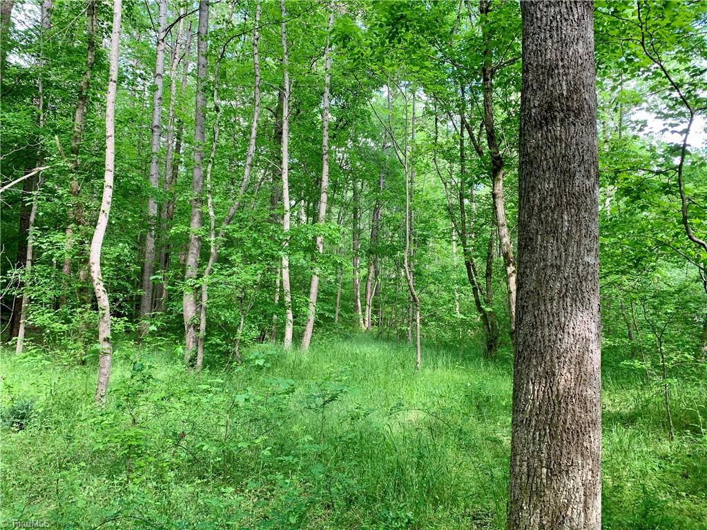 7720 Boyer Farm Road Walnut Cove, NC 27052 - Photo 39 of 49 bottomland hardwoods, including Sycamore, Green Ash, Red Maple, Sweetgum etc
