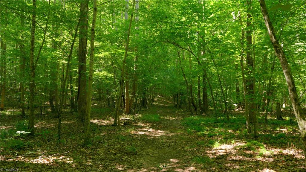 7720 Boyer Farm Road Walnut Cove, NC 27052 - Photo 40 of 49 mature upland hardwoods, including Yellow Poplar, White and several Red Oak varieties, American Beech, Red Maple, several Hickory varieties, White Ash etc