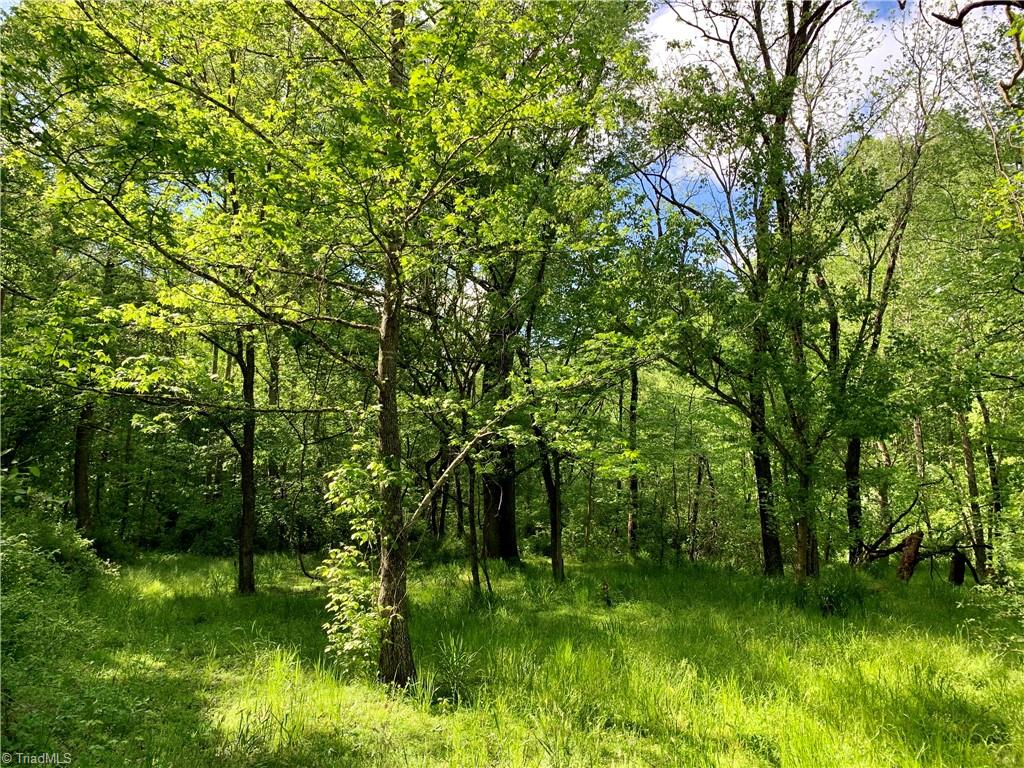 7720 Boyer Farm Road Walnut Cove, NC 27052 - Photo 5 of 49 bottomland hardwoods, including Sycamore, Green Ash, Red Maple, Sweetgum etc