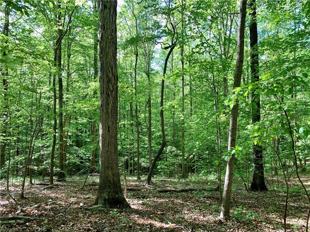 7720 Boyer Farm Road Walnut Cove, NC 27052 - Photo 41 of 49 mature upland hardwoods, including Yellow Poplar, White and several Red Oak varieties, American Beech, Red Maple, several Hickory varieties, White Ash etc
