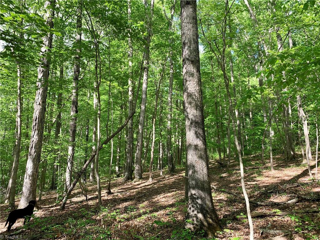 7720 Boyer Farm Road Walnut Cove, NC 27052 - Photo 43 of 49 mature upland hardwoods