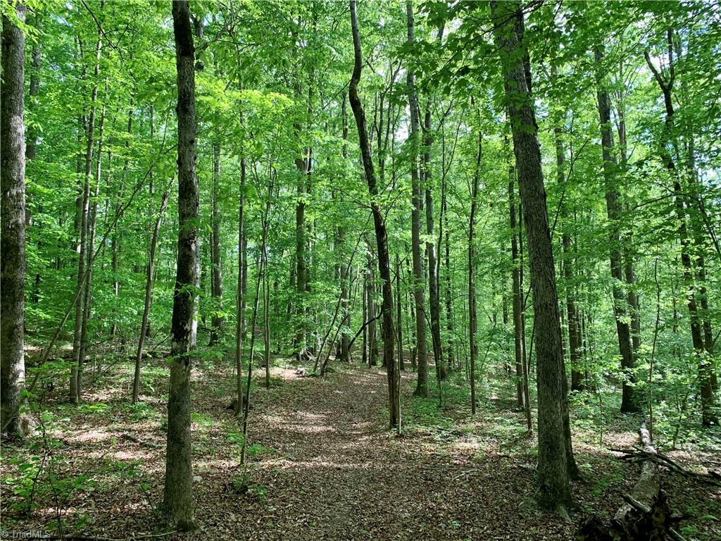 7720 Boyer Farm Road Walnut Cove, NC 27052 - Photo 46 of 49 mature upland hardwoods, including Yellow Poplar, White and several Red Oak varieties, American Beech, Red Maple, several Hickory varieties, White Ash etc