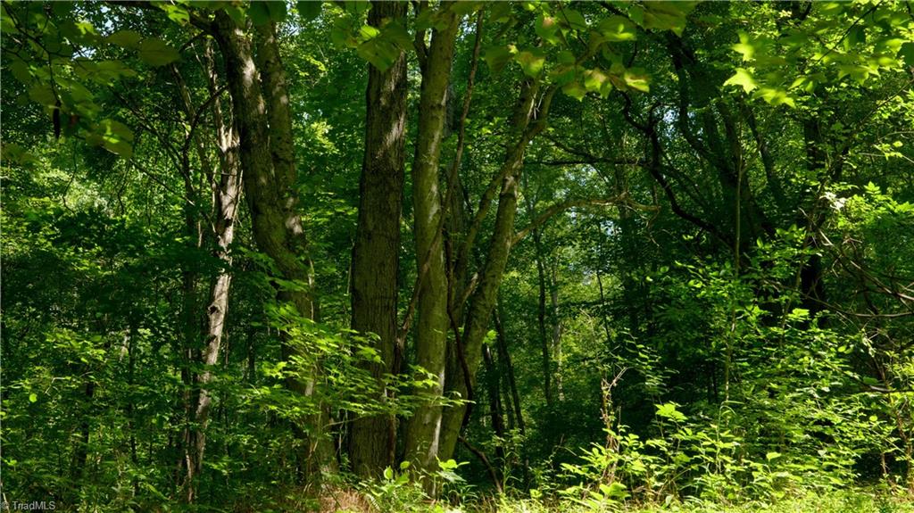 7720 Boyer Farm Road Walnut Cove, NC 27052 - Photo 48 of 49 mature upland hardwoods, including Yellow Poplar, White and several Red Oak varieties, American Beech, Red Maple, several Hickory varieties, White Ash etc