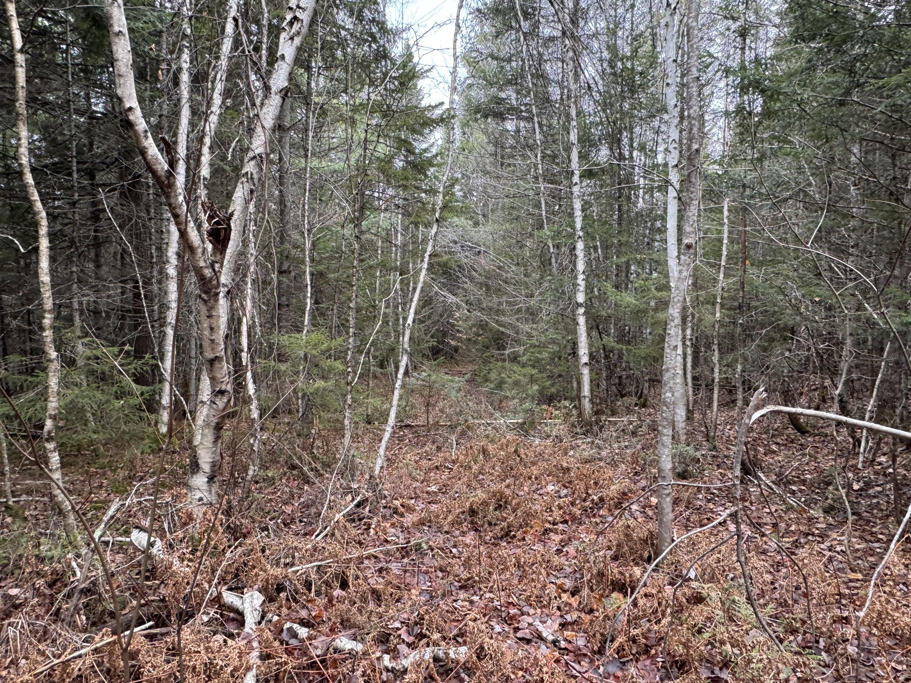 Lot 3 Freedom Way Springfield, ME 04487 - Photo 17 of 18 IMG_2219