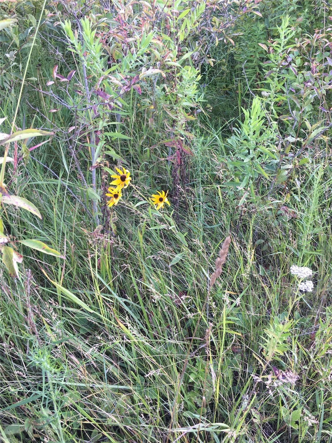 8311 North Jennings Road Mount Morris, MI 48458 - Photo 39 of 45 wildflowers.jpg