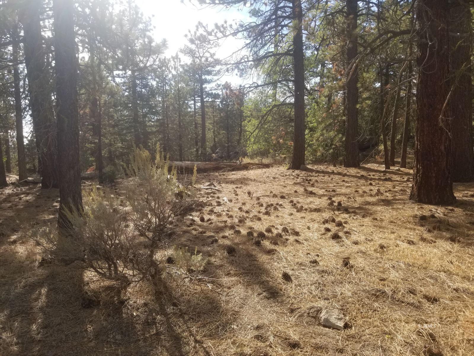 Piute Pines Caliente, CA 93518 - Photo 22 of 26