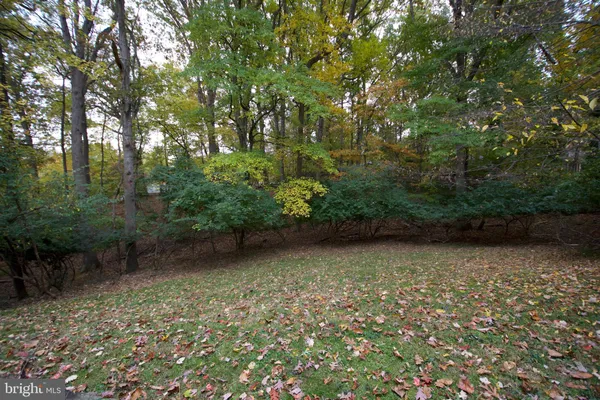 a view of a forest with trees in the background