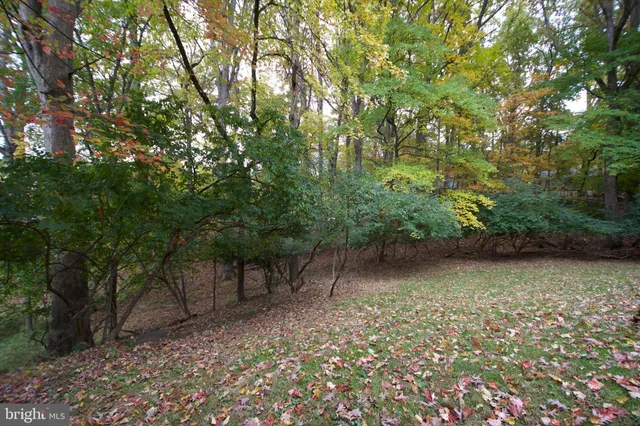 a view of a forest with trees in the background