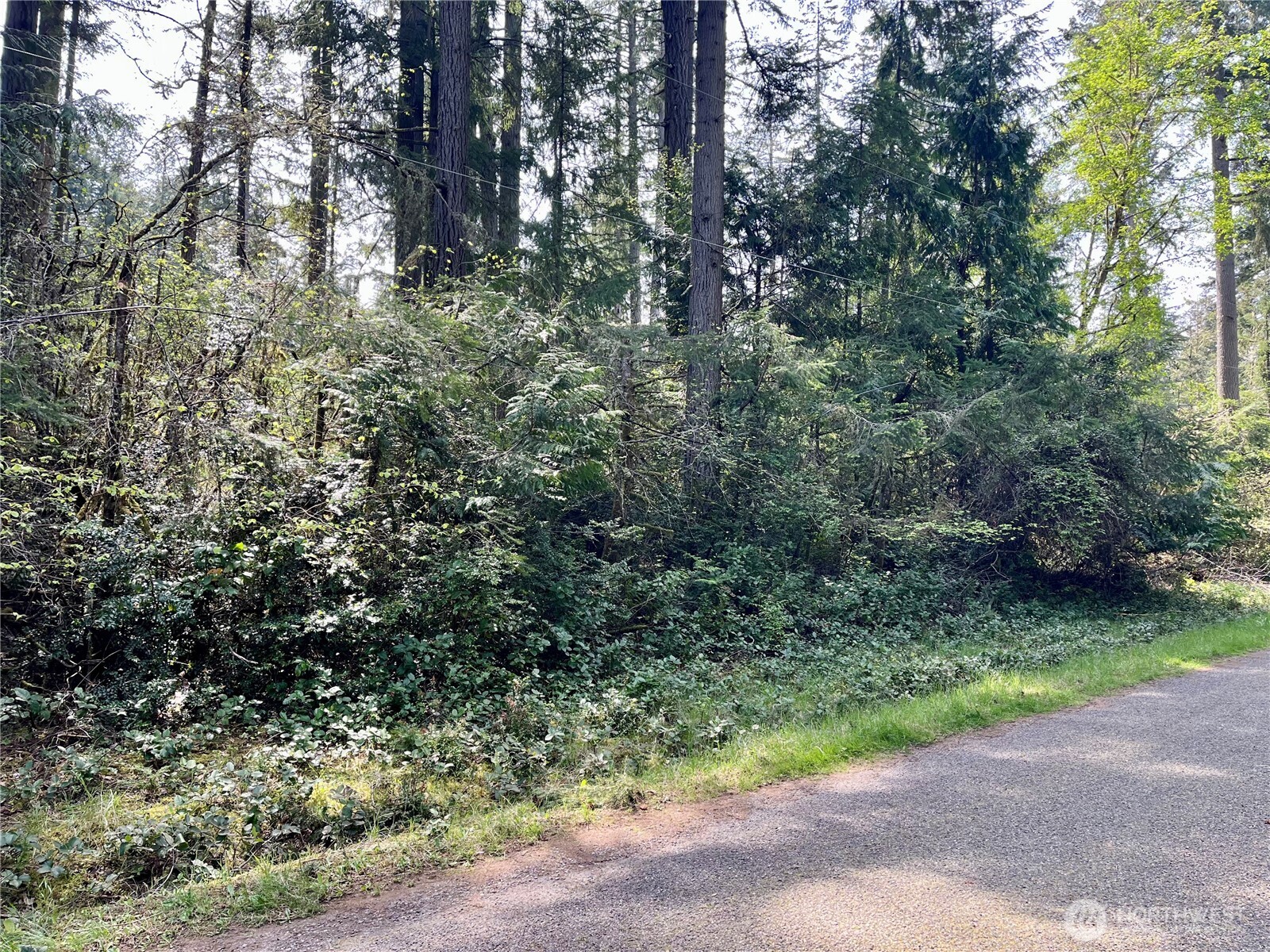 11212-11208 106th Street Anderson Island, WA 98303 - Photo 2 of 17 a view of a yard with plants and large trees