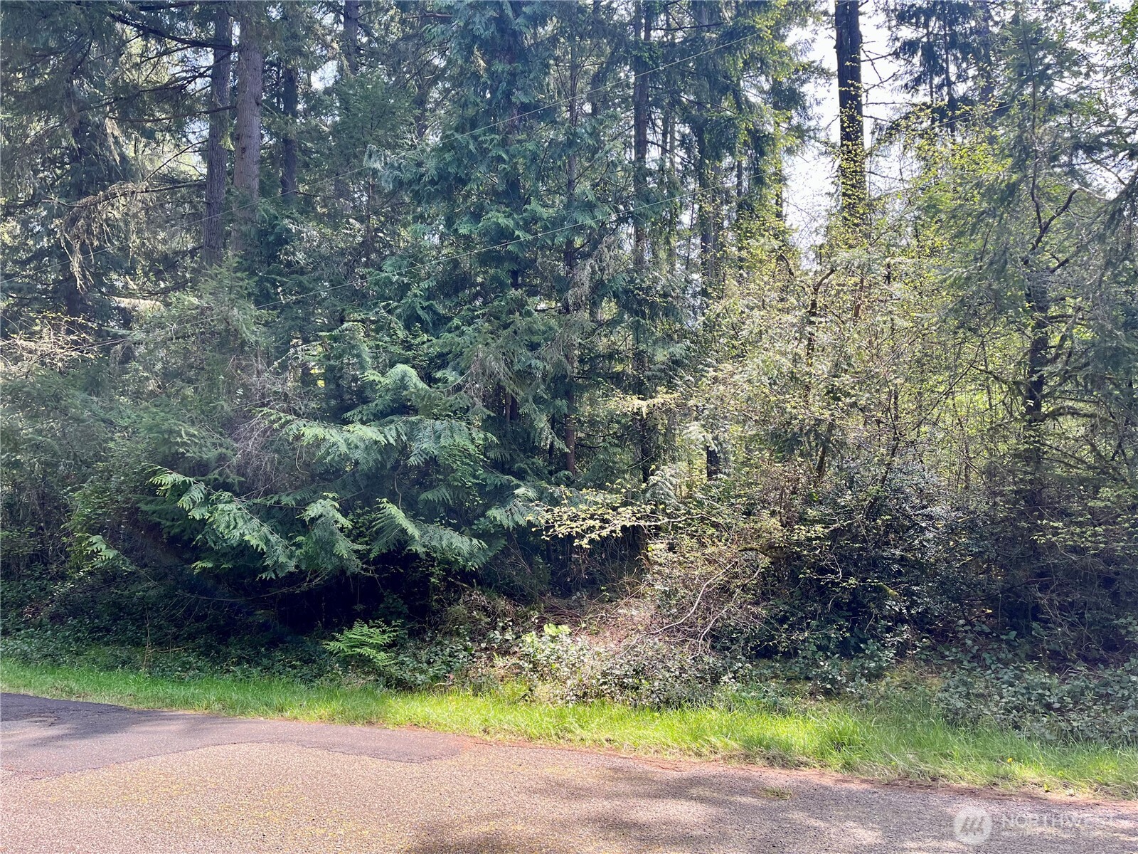 11212-11208 106th Street Anderson Island, WA 98303 - Photo 5 of 17 a view of a pathway both side of yard