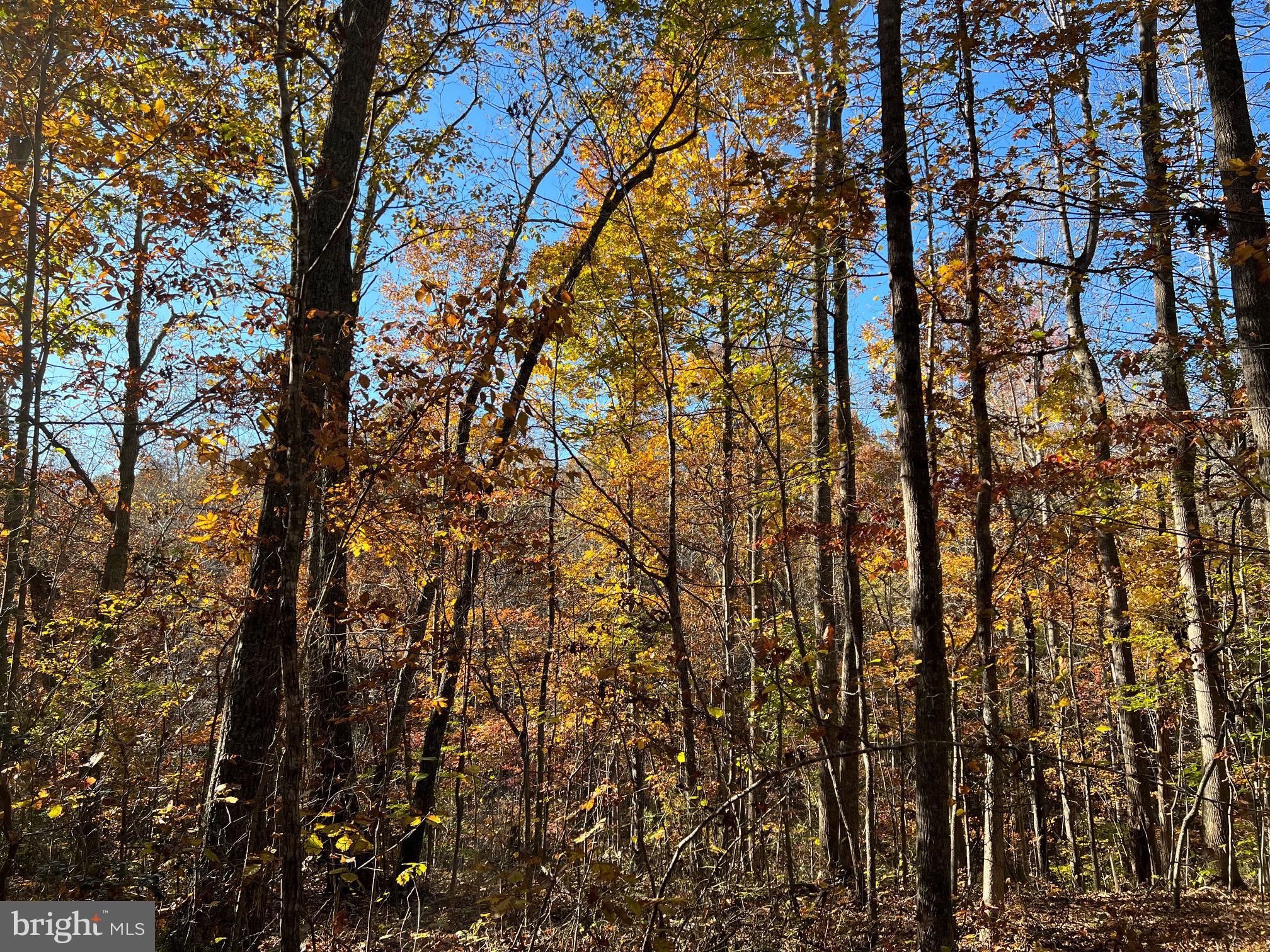 0 Castleton Ford Road Castleton, VA 22716 - Photo 3 of 12 Mature Trees