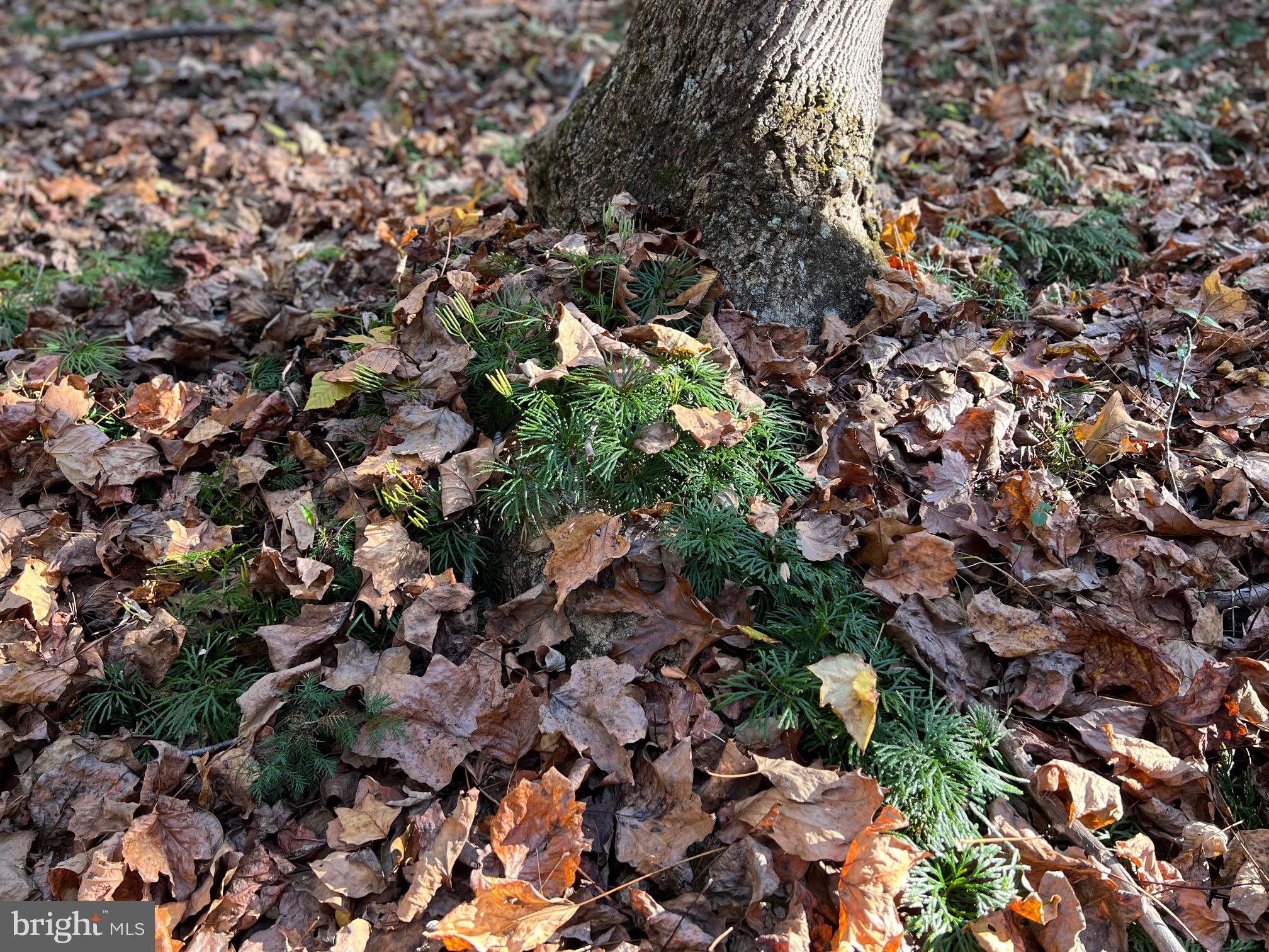 0 Castleton Ford Road Castleton, VA 22716 - Photo 7 of 12 Running Cedar