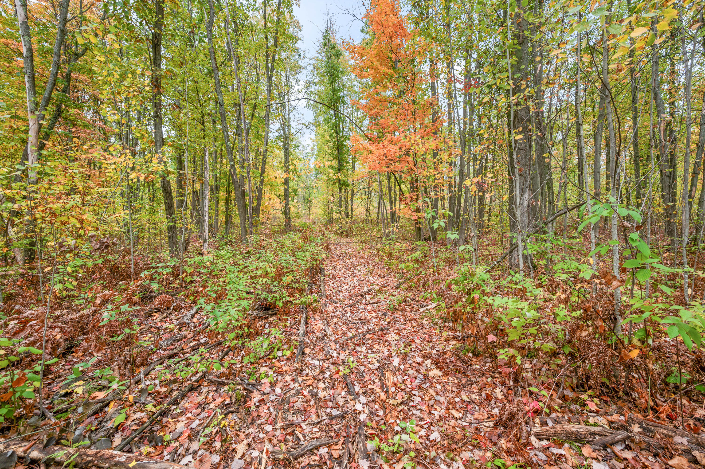 13540-8MileRd-Evart-9