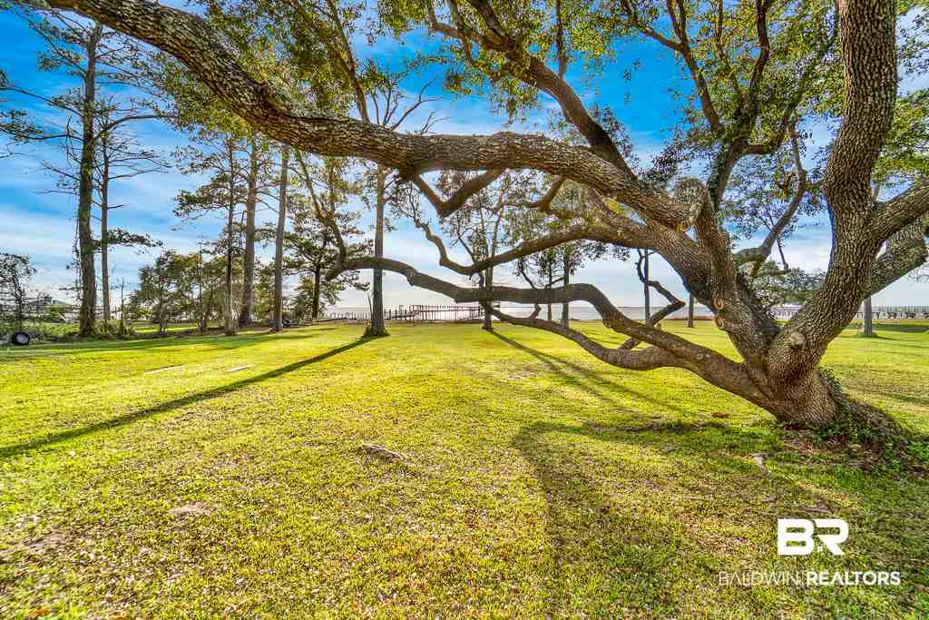 23749 Main Street Fairhope, AL 36532 - Photo 41 of 50 Beautiful Trees