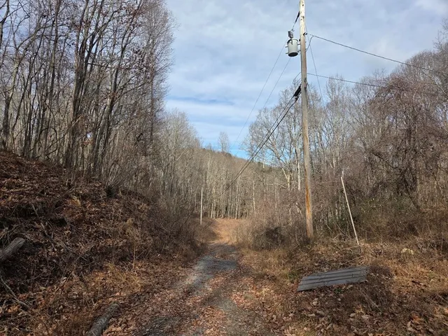 a view of a yard with plants and large trees