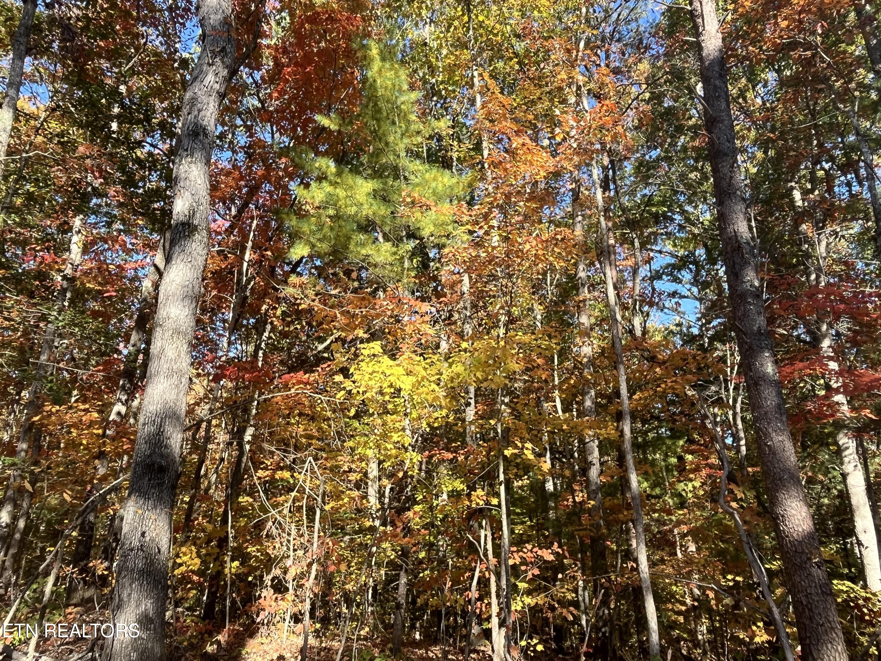 108 Cherokee Path Tellico Plains, TN 37385 - Photo 12 of 56 IMG_1688