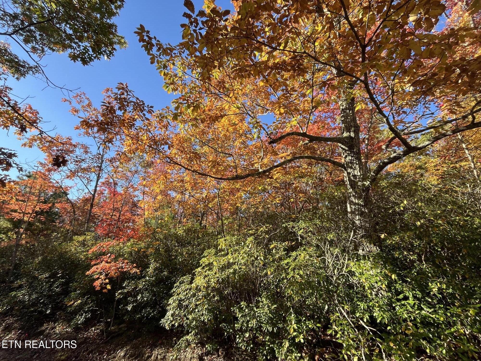 108 Cherokee Path Tellico Plains, TN 37385 - Photo 26 of 56 IMG_1612