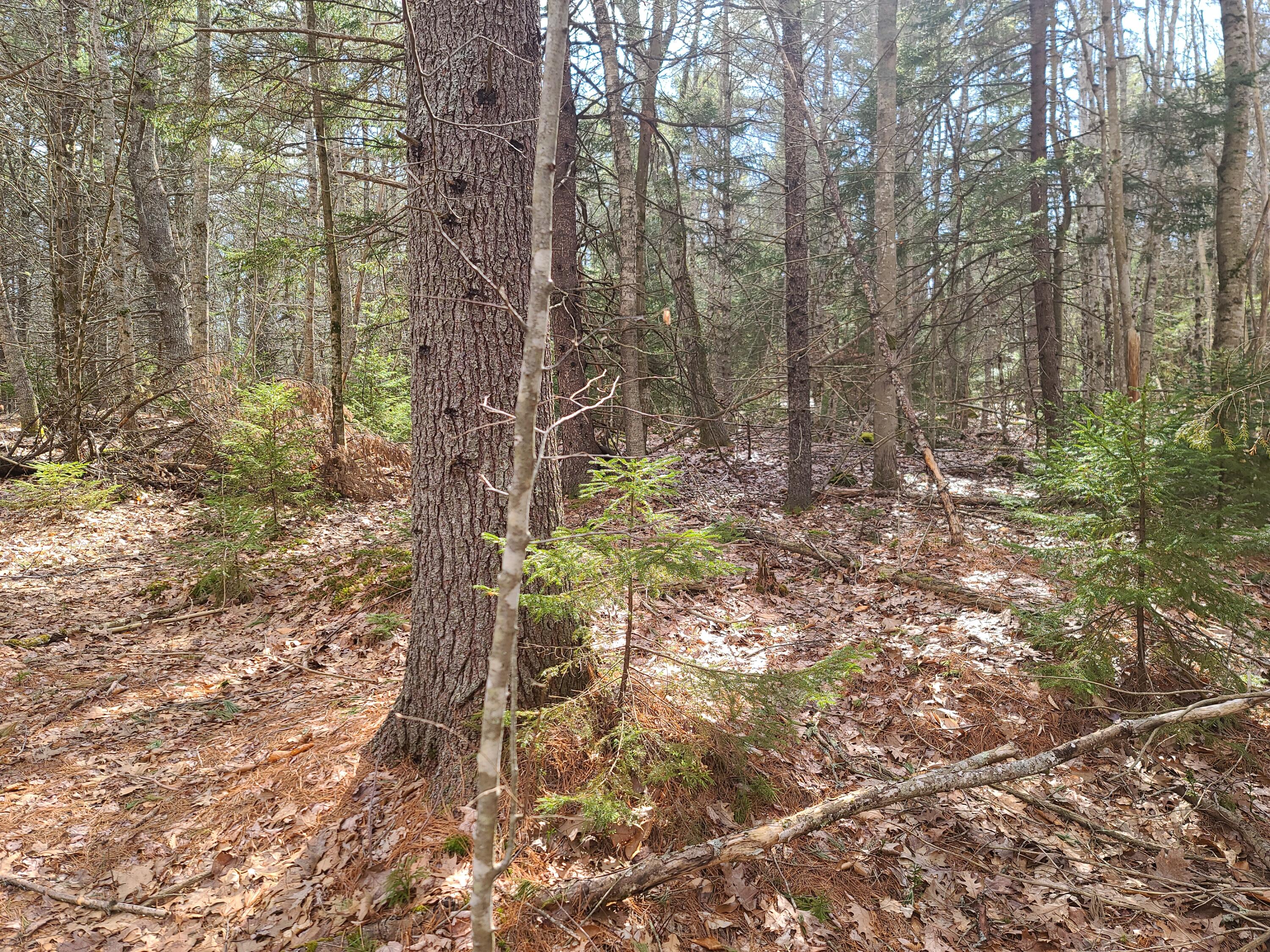 0 Granite Ledge Road Phippsburg, ME 04562 - Photo 5 of 7 20220412_154145