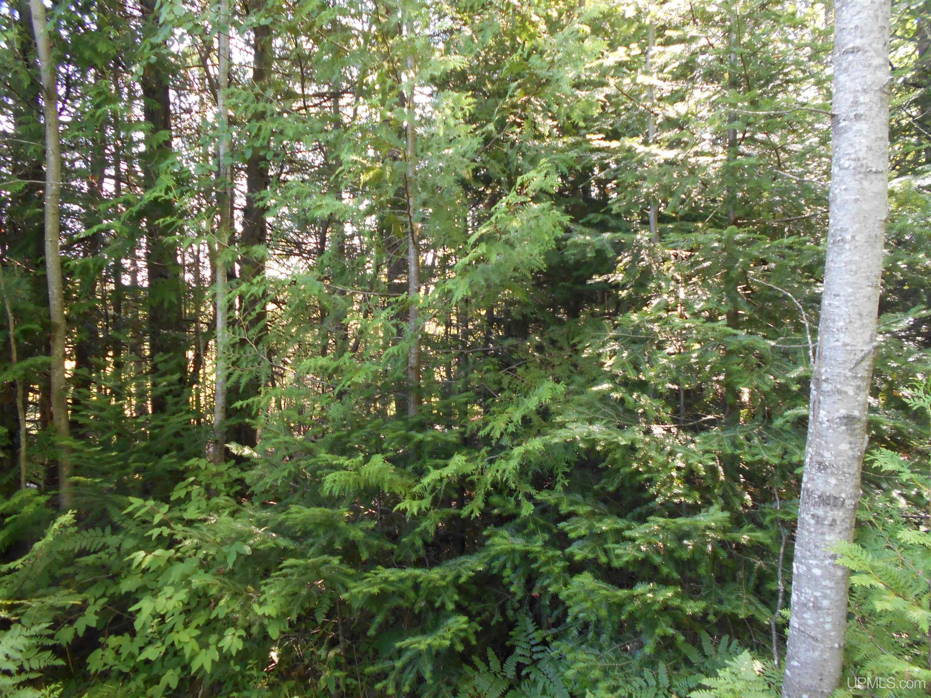Tbd Lustila Road Germfask, MI 49836 - Photo 3 of 24 Gallery Image 3