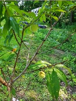 57 Belgrade Road Mount Vernon, ME 04352 - Photo 23 of 25 22 - IMG_0517