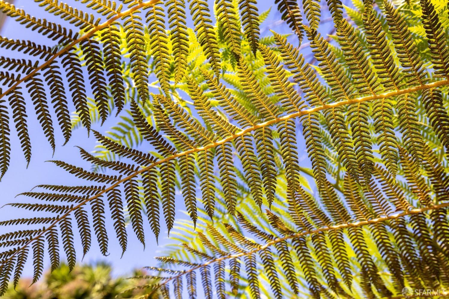 2341 Carleton Street Berkeley, CA 94704 - Photo 60 of 66