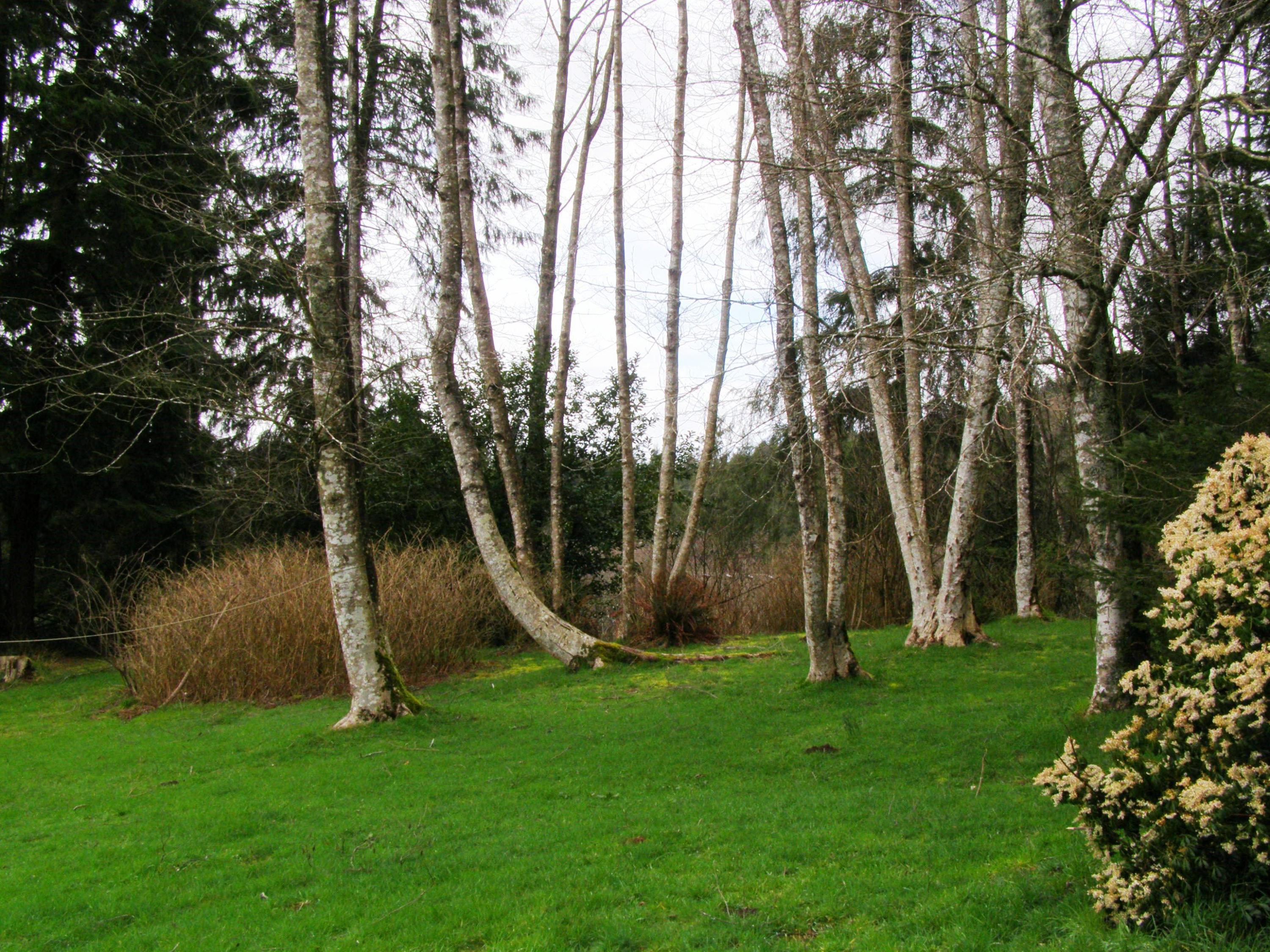 Tl# 500 Hubert Road Tillamook, OR 97141 - Photo 5 of 22 P3102716