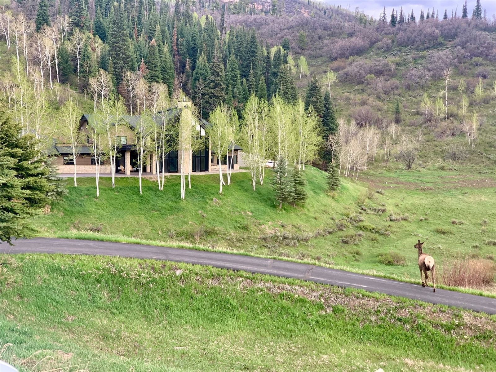 31655 Sugar Ridge Road Steamboat Springs, CO 80487 - Photo 43 of 49 a view of a yard with plants