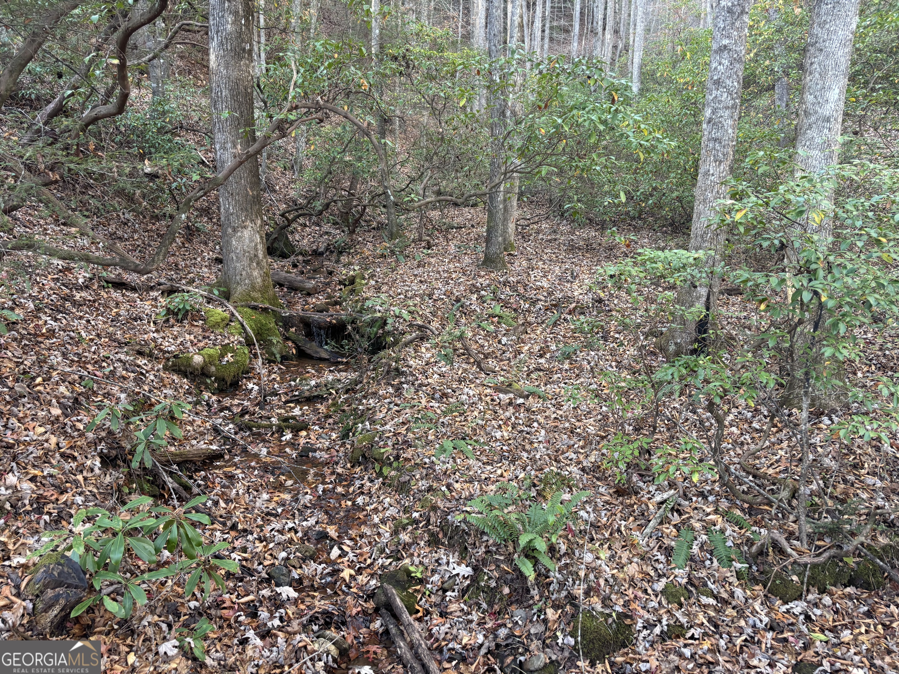 9-65ac Wilkins Cove Road Suches, GA 30572 - Photo 13 of 13 a view of a forest with a tree