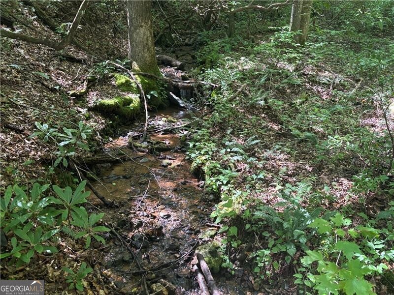 9-65ac Wilkins Cove Road Suches, GA 30572 - Photo 2 of 13 a plant view in yard