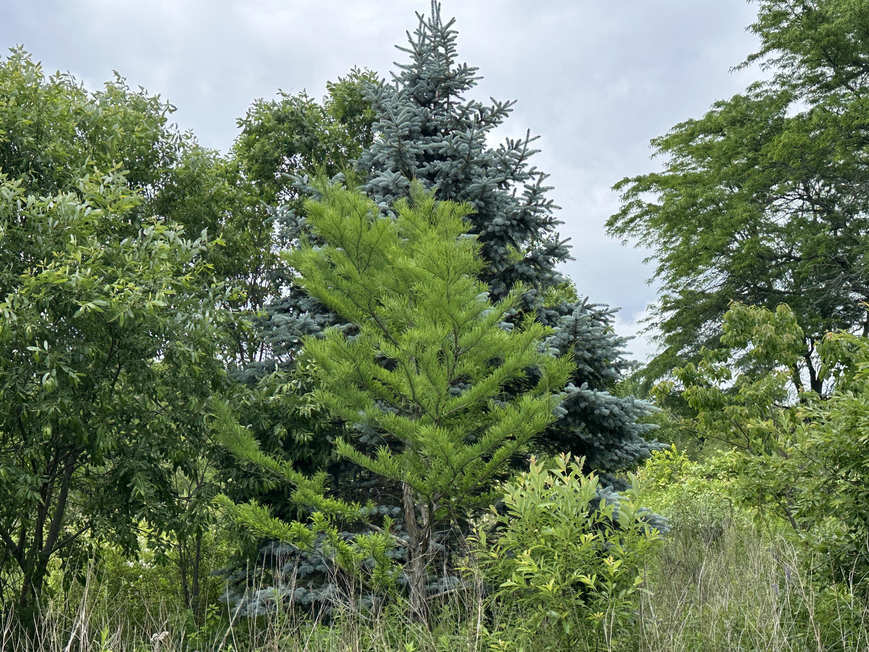 441 Main Street Thomaston, ME 04861 - Photo 72 of 103 Blue Spruce & More