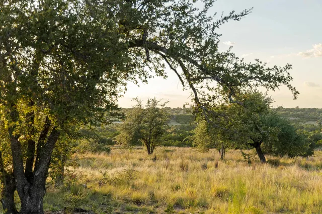 a view of a yard with large trees