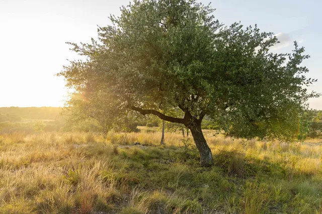 $336,000 | 68 West Leaning Madrone Drive, Johnson City, TX 78636