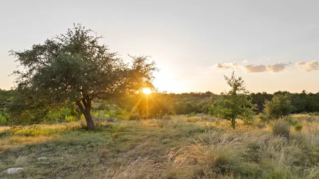 a view of a yard with trees in the background