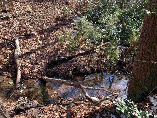 a view of a tree with lots of bushes
