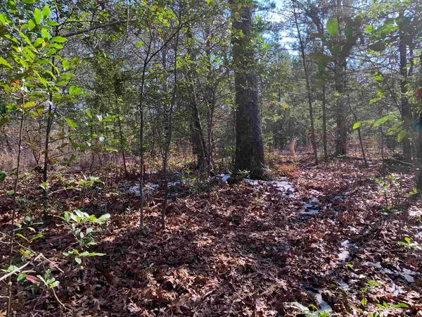 a view of a forest with lots of trees