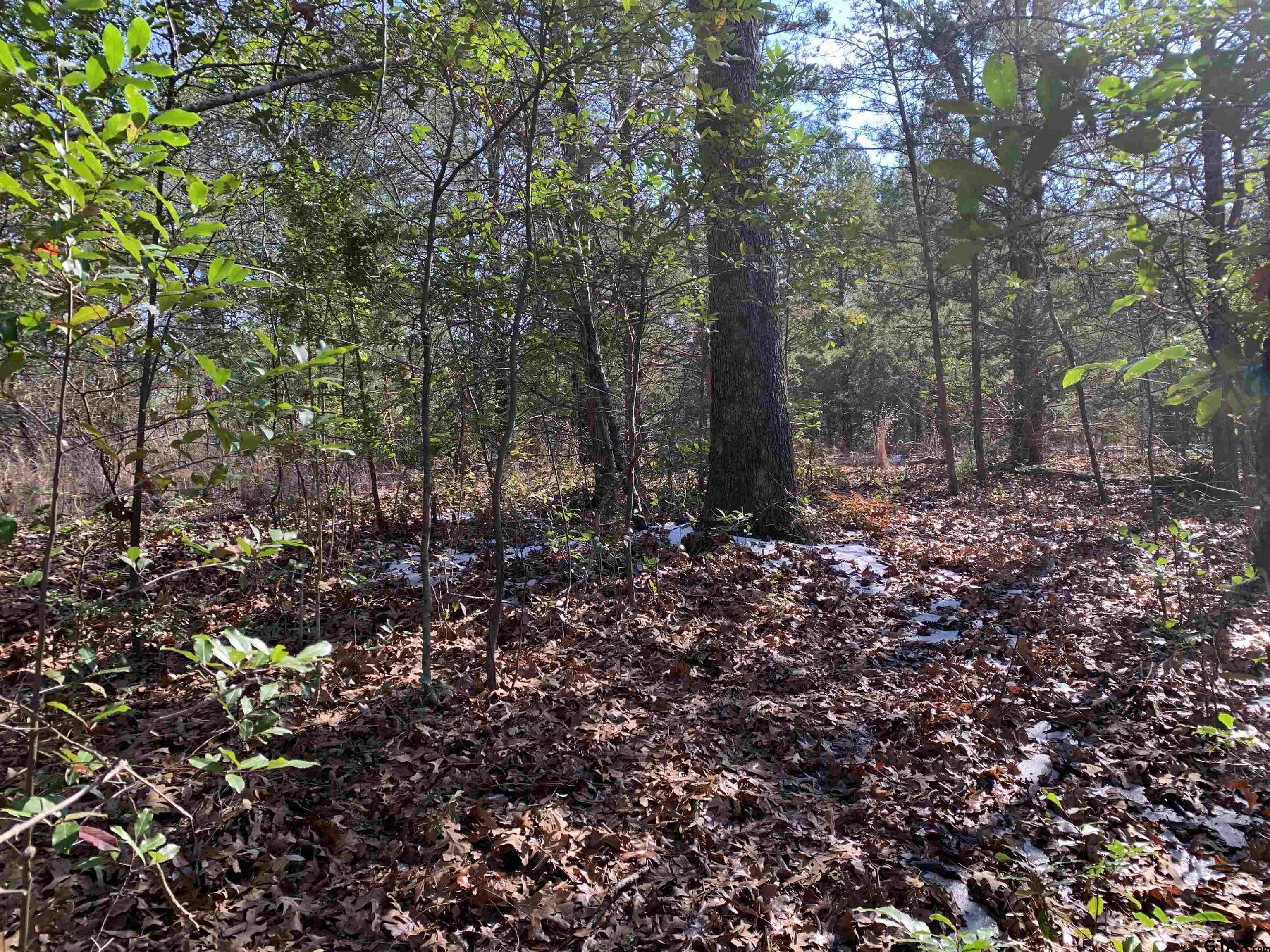 911 West Cayuga Drive Athens, TX 75751 - Photo 7 of 9 a view of a tree with lots of bushes