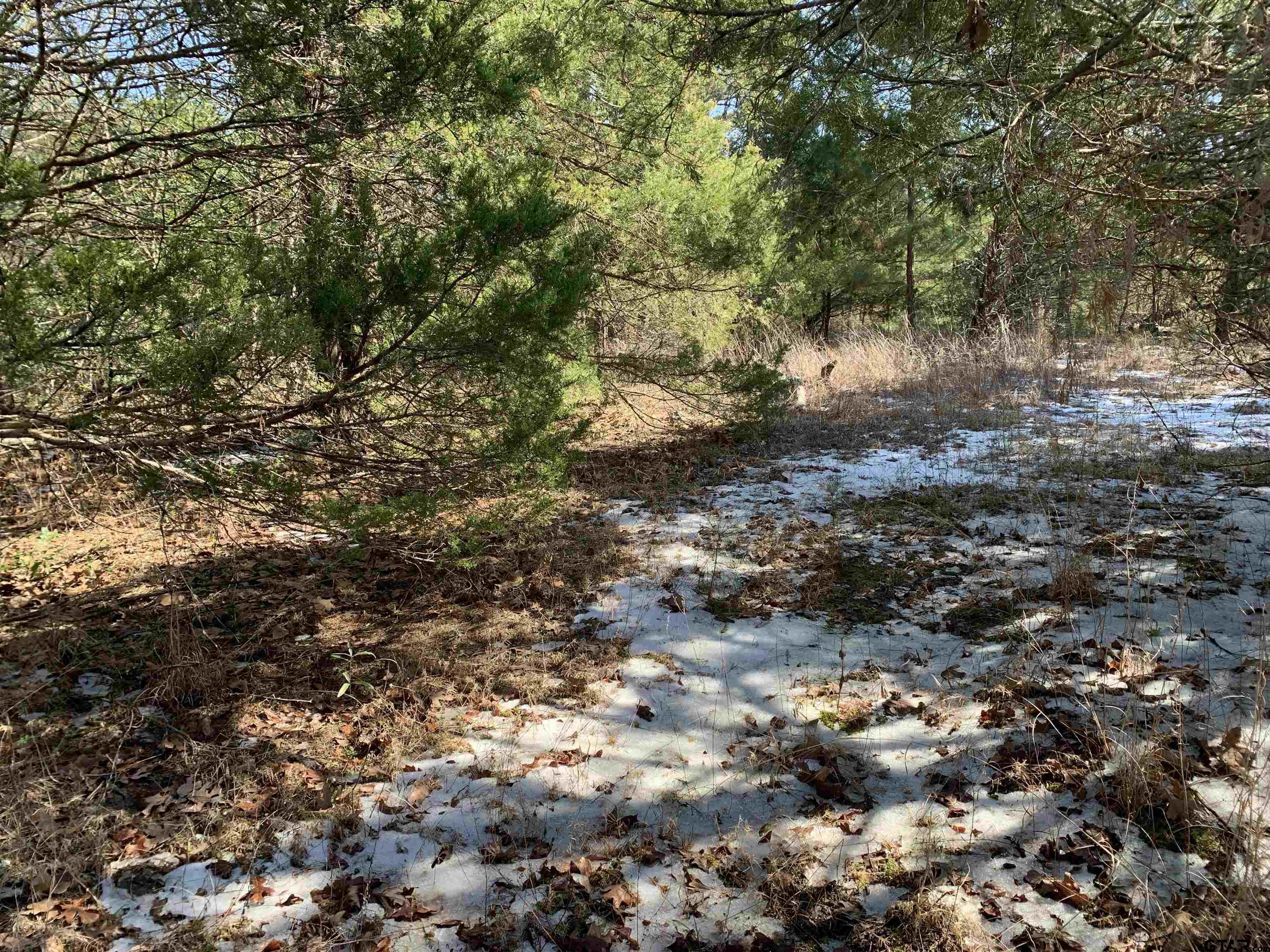 911 West Cayuga Drive Athens, TX 75751 - Photo 8 of 9 a view of a forest with lots of trees