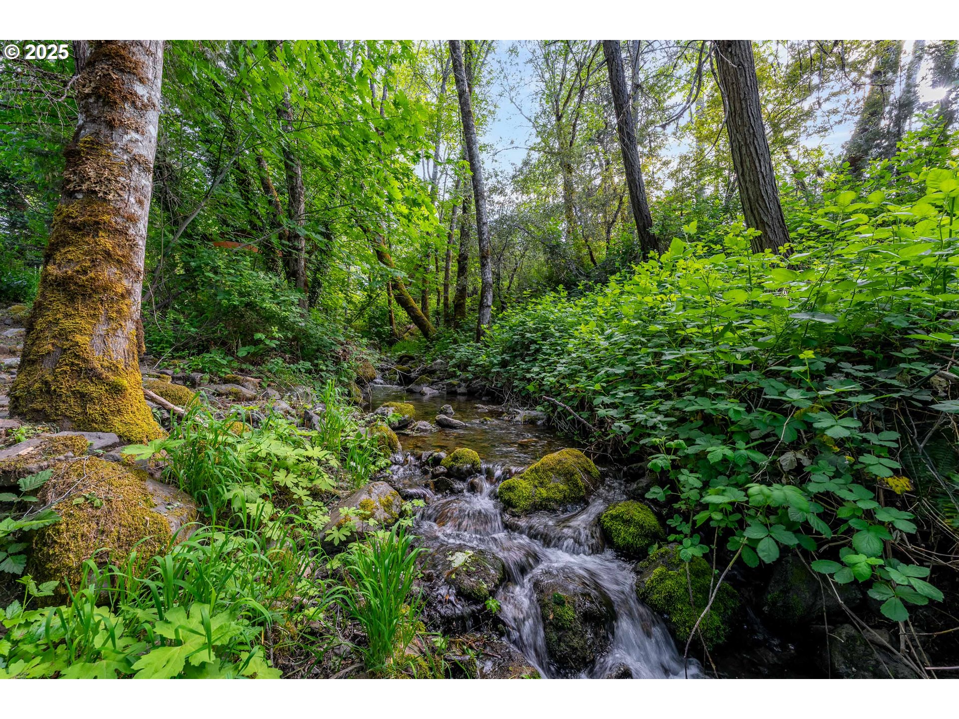 988 Savage Creek Road Grants Pass, OR 97527 - Photo 11 of 48 a view of a lush green forest