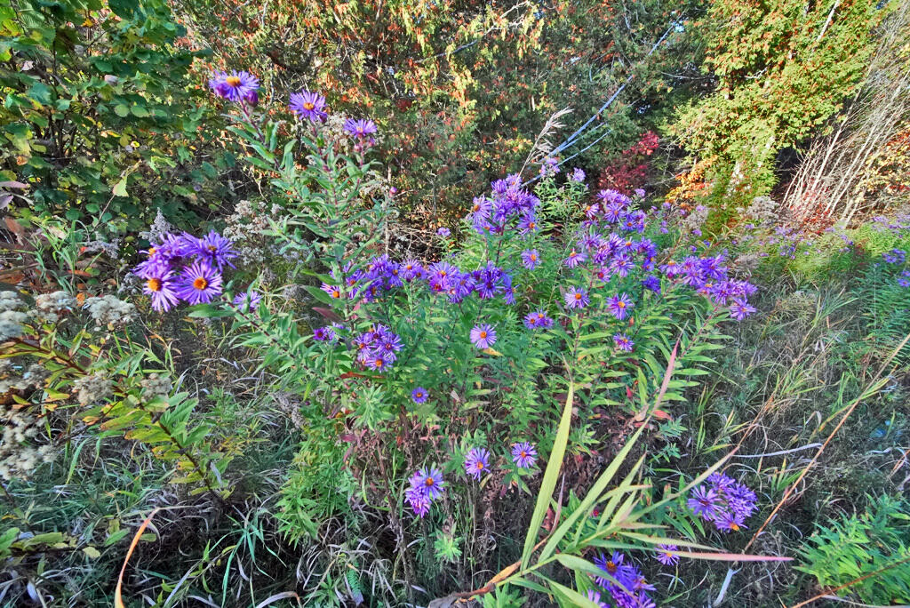 777 Bancroft Road Weston, ME 04424 - Photo 54 of 59 wild-flowers-me-land