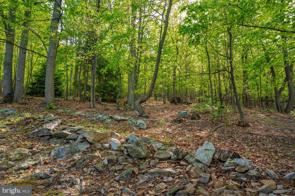 13449 Edgemont Road Smithsburg, MD 21783 - Photo 63 of 70 a view of a forest with trees in the background