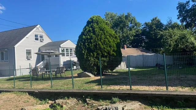 a view of a yard with plants and large trees